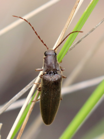 Click Beetle (za) (Elateridae sp)